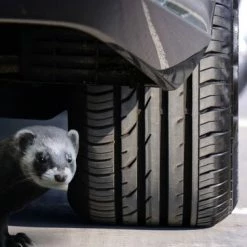 Korting ???? Gardigo Marterverschrikker Marterverjager ???? 5 Korting ???? Gardigo Marterverschrikker Marterverjager ???? -Brodit store 550x364 8