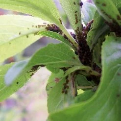 Beste Pirce 😀 2x HG Spray Tegen Bladluis 0,4L 🌟 -Brodit store 550x550 522