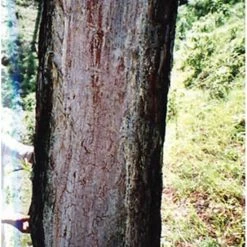 Aanbiedingen 🔥 Swissinno Aansteekhout Hout 1 200 115 Flame-Flash Anz?nder ⌛ -Brodit store 550x724